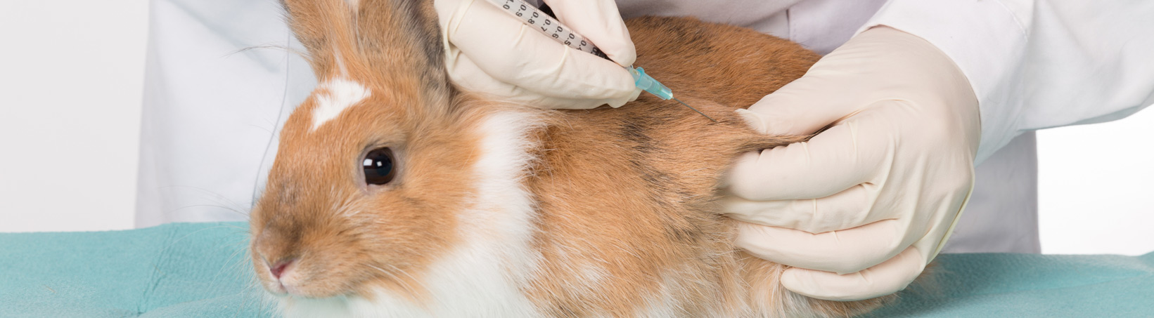 Pourquoi faire vacciner son animal domestique